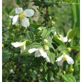 Pustoryl "Lemonei" - nepravý jasmín (Philadelphus "Lemonei")