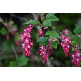 meruzalka krvavá KING EDWARD VII ( Ribes sanguineum )