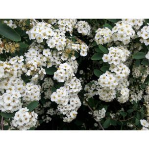 Tavolník Van Houtteův (Spiraea vanhouttei)