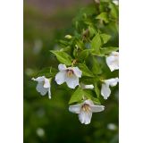 Pustoryl 'Belle Etoile'