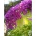 Komule davidova "Border beauty" (Buddleja davidii)