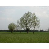 Vrba bílá ( Salix alba )