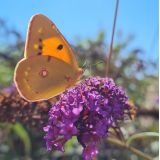 Komule davidova "Border beauty" (Buddleja davidii)