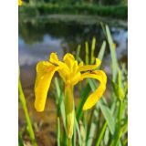 Kosatec žlutý (Iris pseudacorus)