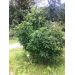Mišpule německá (Mespilus germanica) semenáč 90cm
