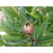 Mišpule německá (Mespilus germanica) semenáč 90cm