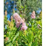Tavolník vrbolistý (Spiraea salicifolia)
