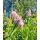 Tavolník vrbolistý (Spiraea salicifolia)