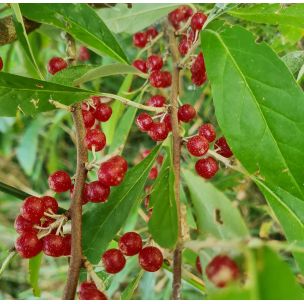Hlošina okoličnatá výška 110cm+ (Elaeagnus umbellata)