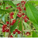 Hlošina okoličnatá (Elaeagnus umbellata)