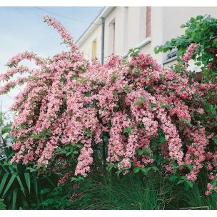 Vajgélie květnatá 'Rosea'