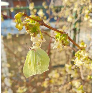 Zimolez vonný (Lonicera fragrantissima)