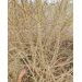 Ptačí zob obecný (Ligustrum vulgare)