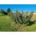 Jalovec obecný (Juniperus communis)
