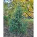 Jalovec obecný (Juniperus communis)