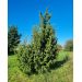 Jalovec obecný (Juniperus communis)