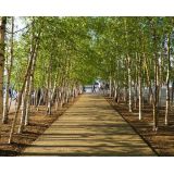 Bříza bělokorá (Betula pendula)