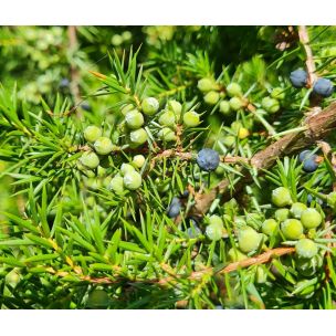 Jalovec obecný (Juniperus communis)