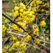 Dřín obecný (Cornus mas)