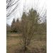 Dřín obecný (Cornus mas)