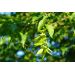 Habr obecný (Carpinus betulus)