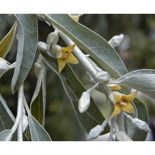 Hlošina úzkolistá (Elaeagnus angustifolia)