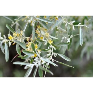 Hlošina úzkolistá (Elaeagnus angustifolia)