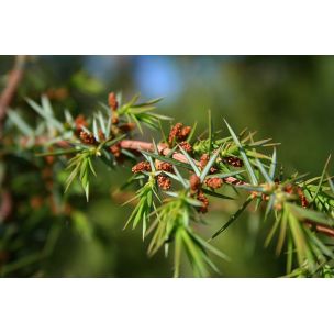 Jalovec obecný (Juniperus communis)