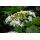 Kalina obecná (Viburnum opulus)