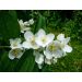 Pustoryl věncový - nepravý jasmín (Philadelphus coronarius)