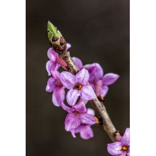 Lýkovec jedovatý (Daphne mezereum)