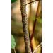 Krušina olšová "Žluťáskův keř" (Rhamnus frangula)