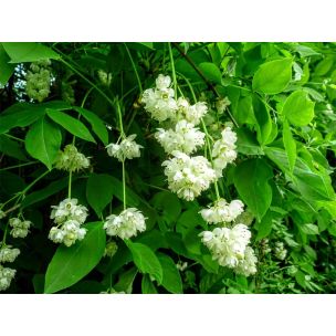 Klokoč zpeřený (Staphylea pinnata)