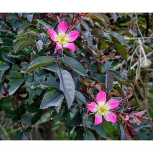 Růže sivá ( Rosa glauca)