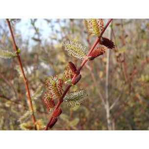 Vrba nachová (Salix purpurea)