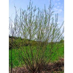 Vrba košíkářská (Salix viminalis)
