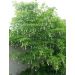 Klokoč zpeřený 100cm (Staphylea pinnata)