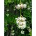 Klokoč zpeřený 90cm (Staphylea pinnata)