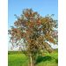 Jeřáb ptačí (Sorbus aucuparia)