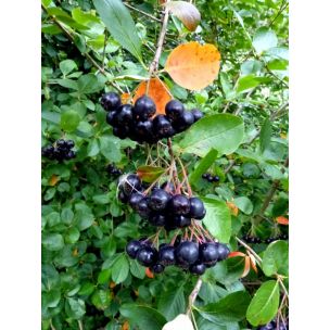 Temnoplodec černoplodý (Aronia melanocarpa)