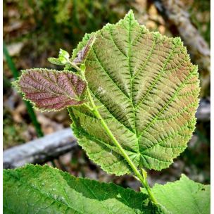 Líska obecná (Corylus avellana)