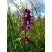 Bukvice lékařská (Betonica officinalis)
