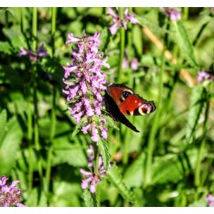 Bukvice lékařská (Betonica officinalis)
