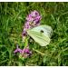 Bukvice lékařská (Betonica officinalis)