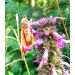 Bukvice lékařská (Betonica officinalis)