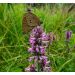 Bukvice lékařská (Betonica officinalis)