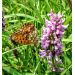 Bukvice lékařská (Betonica officinalis)