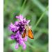 Bukvice lékařská (Betonica officinalis)