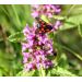 Bukvice lékařská (Betonica officinalis)