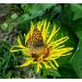 Oman pravý (Inula helenium)